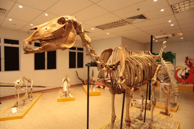 Animal Anatomy Museum, tempat menarik di Bangi