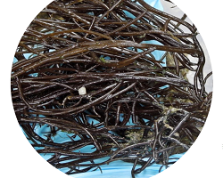 Method for Identification of Seaweed Samples 
