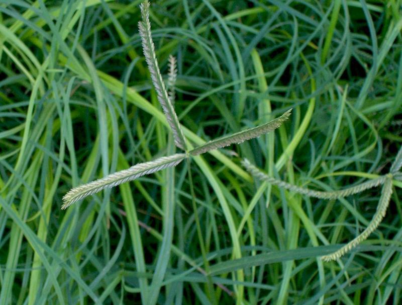 Rumput Sambau: Rumpai yang mengganggu atau ubat yang tidak ternilai?